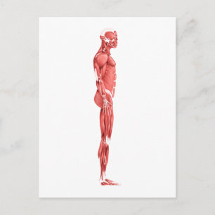 Medical Illustration Of Male Muscular System 1 Postcard