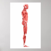 Medical Illustration Of Male Muscular System 1