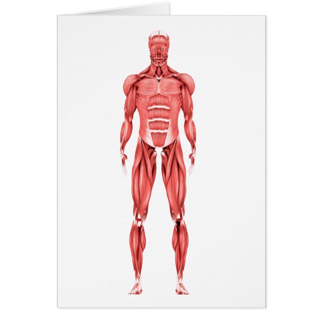 Medical Illustration Of Male Muscular System 2 (Front)