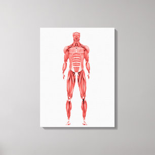 Medical Illustration Of Male Muscular System 2 Canvas Print