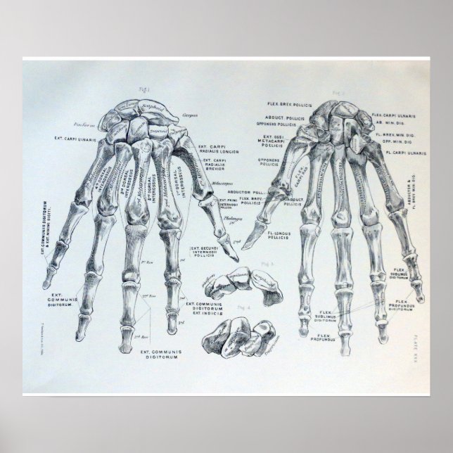 Medical Illustration of the bones of the hand Poster (Front)
