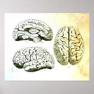 Medical Illustration of the Human Brain Poster