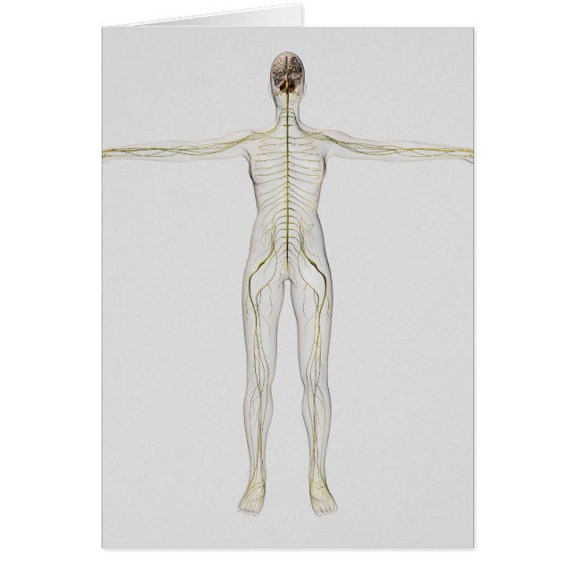 Medical Illustration Of The Human Nervous System (Front)