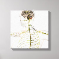 Medical Illustration Of The Human Nervous System