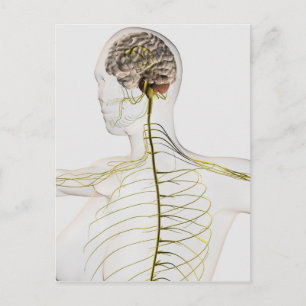 Medical Illustration Of The Human Nervous System Postcard