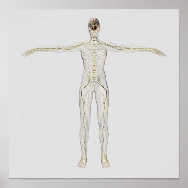 Medical Illustration Of The Human Nervous System Poster (Front)