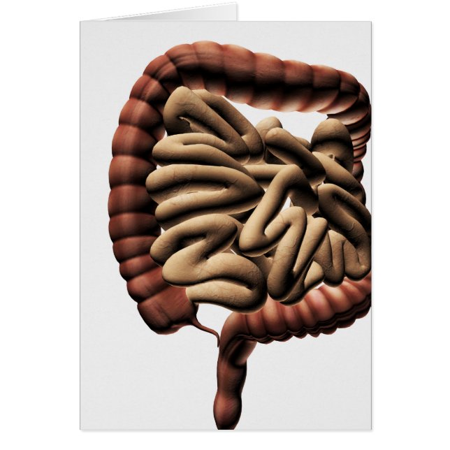 Medical Illustration Of The Large Intestine (Front)