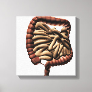 Medical Illustration Of The Large Intestine Canvas Print