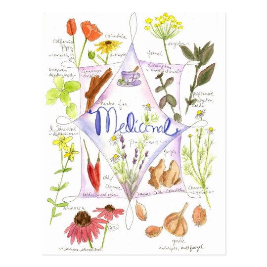 Medicinal Herb Echinacea Garlic Poppy Postcard