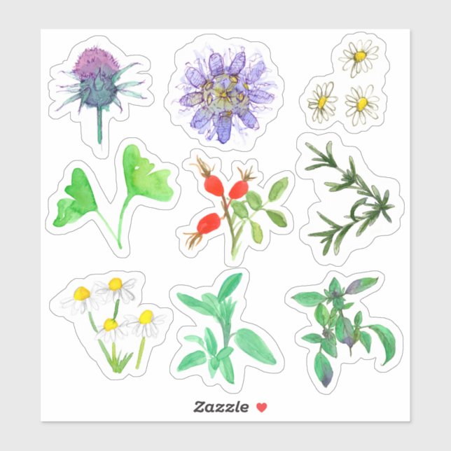 Medicinal Herbs Rosehips Rosemary Chamomile Gingko (Sheet)