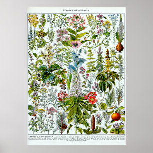 Medicinal Plants 2 Poster
