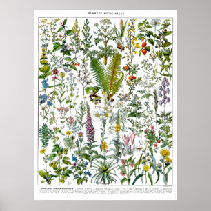 Medicinal Plants & Flowers by Adolphe Millot Poster