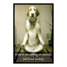 Meditating Dog