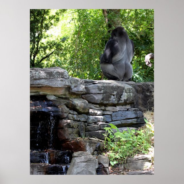Meditating Silver Back Gorilla Poster (Front)