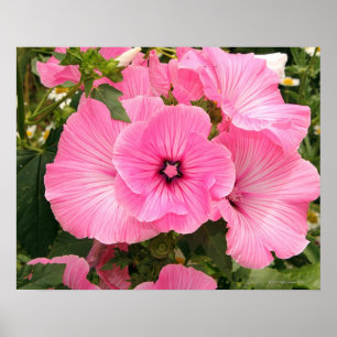 Mediterranean Annual Mallow flower. Lavatera Poster