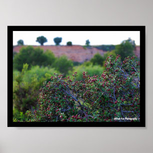 Mediterranean Buckthorn in Canyon Poster