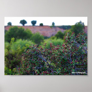 Mediterranean Buckthorn in Canyon Poster