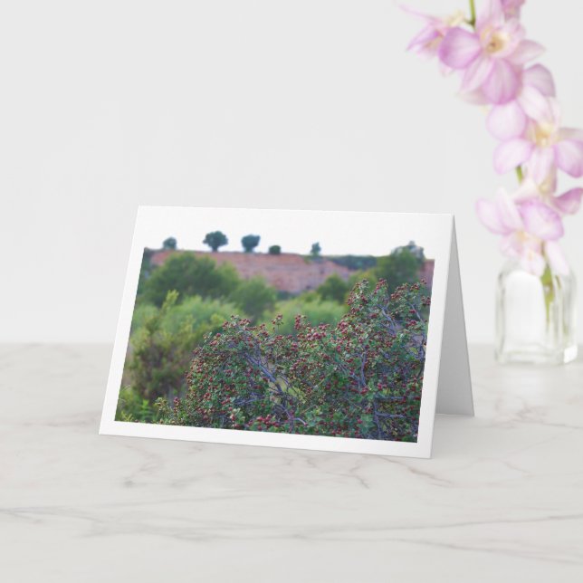 Mediterranean Buckthorn, Rhamnus Alaternus Plant Card (Orchid)