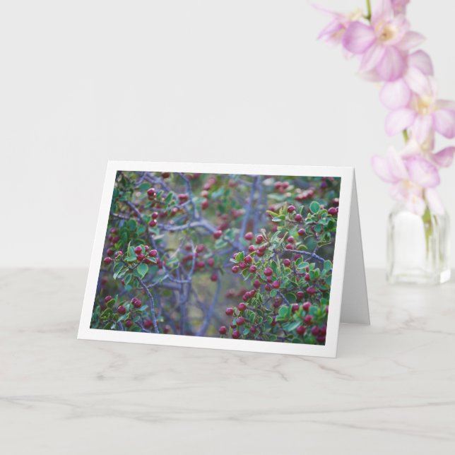 Mediterranean Buckthorn, Rhamnus Alaternus Plant Card (Orchid)