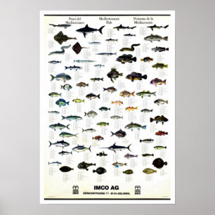 Mediterranean Fish Vintage Repro. Print