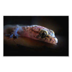 Mediterranean Gecko Lizard Photo Print