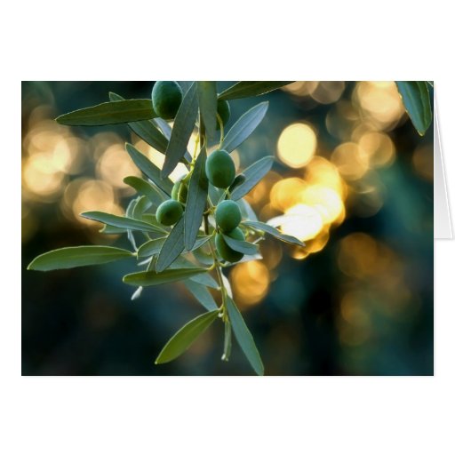 Image of Mediterranean Gold; Olives On It's Tree Branch