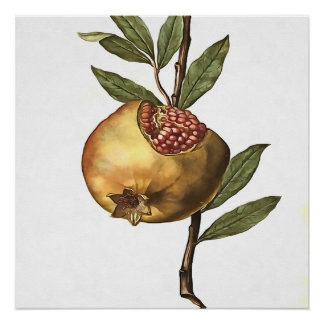 Mediterranean Pomegranate Fruit And Seeds Botanica Poster
