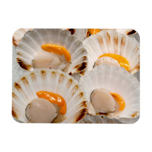 Mediterranean scallops  magnet