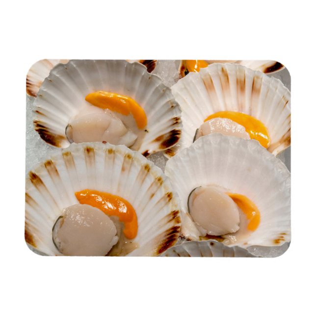 Mediterranean scallops  magnet (Horizontal)