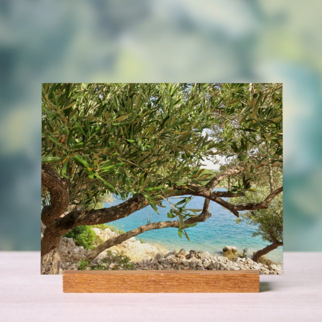 Mediterranean Sea Olive Tree Photo Acrylic Sign (Neutral)