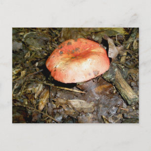 Medium Red Mushroom Postcard