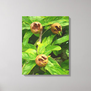 MEDLAR FRUIT CANVAS PRINT