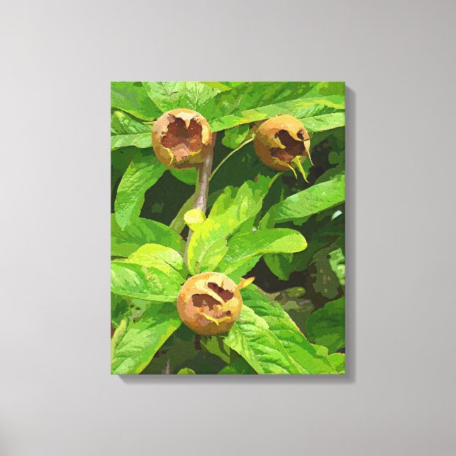 MEDLAR FRUIT CANVAS PRINT (Front)