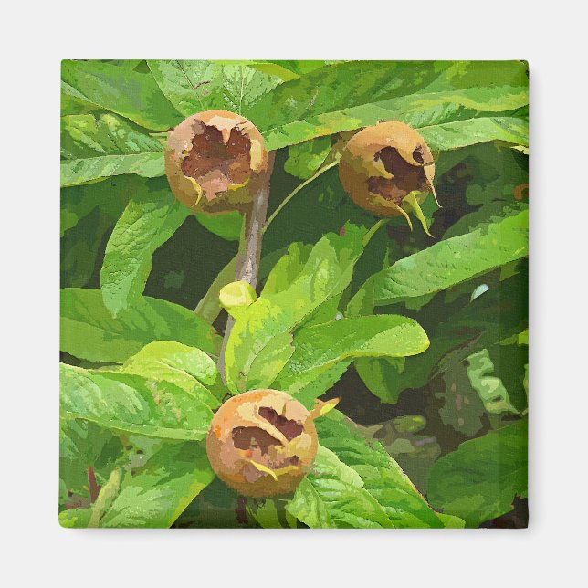 MEDLAR FRUIT MAGNET (Front)