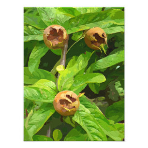 MEDLAR FRUIT PHOTO PRINT