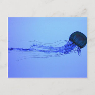 Medusa Postcard