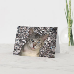 Meece The Cat Anniversary Card