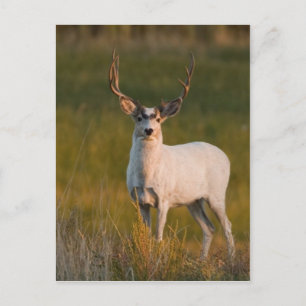Meeker's White Buck 2 Postcard