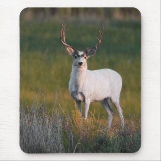 Meeker's White Deer 2 Mouse Mat