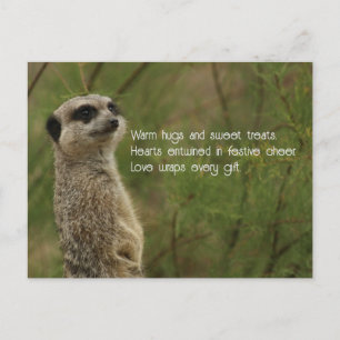 Meercat Haiku Holiday Post Card