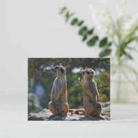 Meercat  postcard