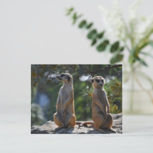 Meercat  postcard