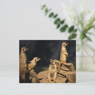 Meercat  postcard