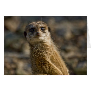 Meerkat