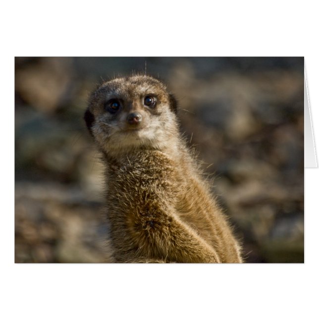 Meerkat (Front Horizontal)