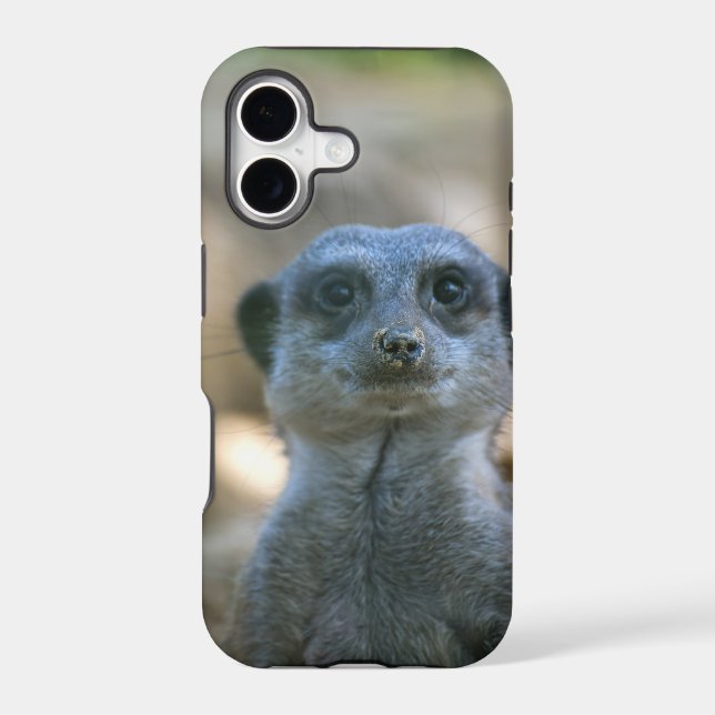 Meerkat (Back)