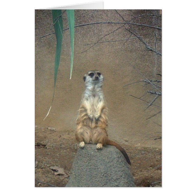 Meerkat (Front)