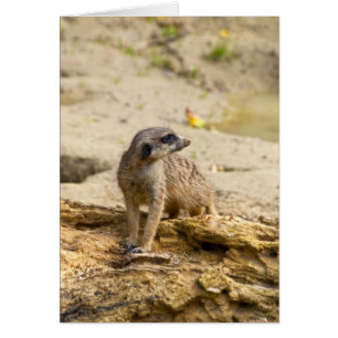 Meerkat