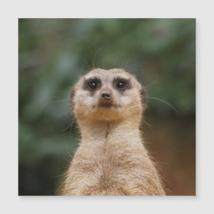 Meerkat 001