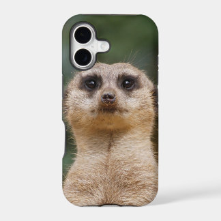 Meerkat 001